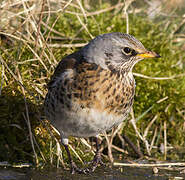 Fieldfare