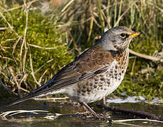 Fieldfare