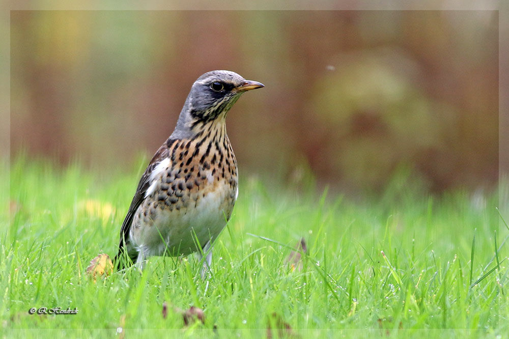 Fieldfare