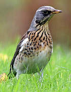 Fieldfare