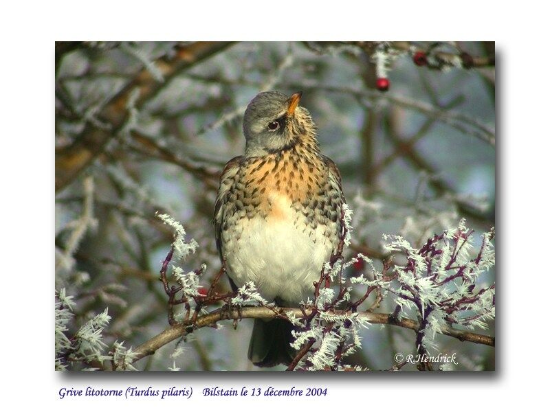 Fieldfare