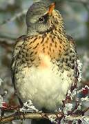 Fieldfare