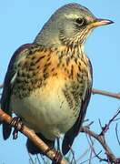 Fieldfare