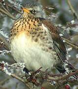 Fieldfare