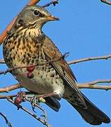 Fieldfare