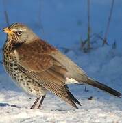 Fieldfare