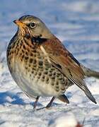 Fieldfare