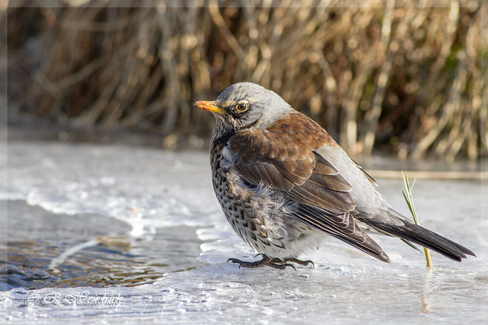 Fieldfare