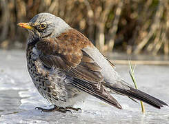 Fieldfare