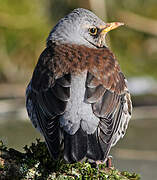 Fieldfare