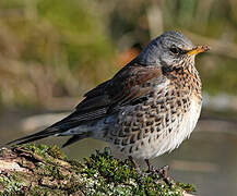 Fieldfare