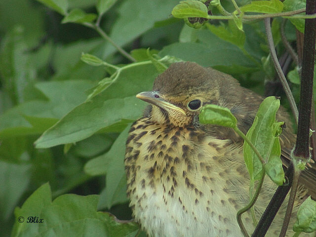 Song Thrush