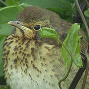 Song Thrush