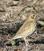 Song Thrush