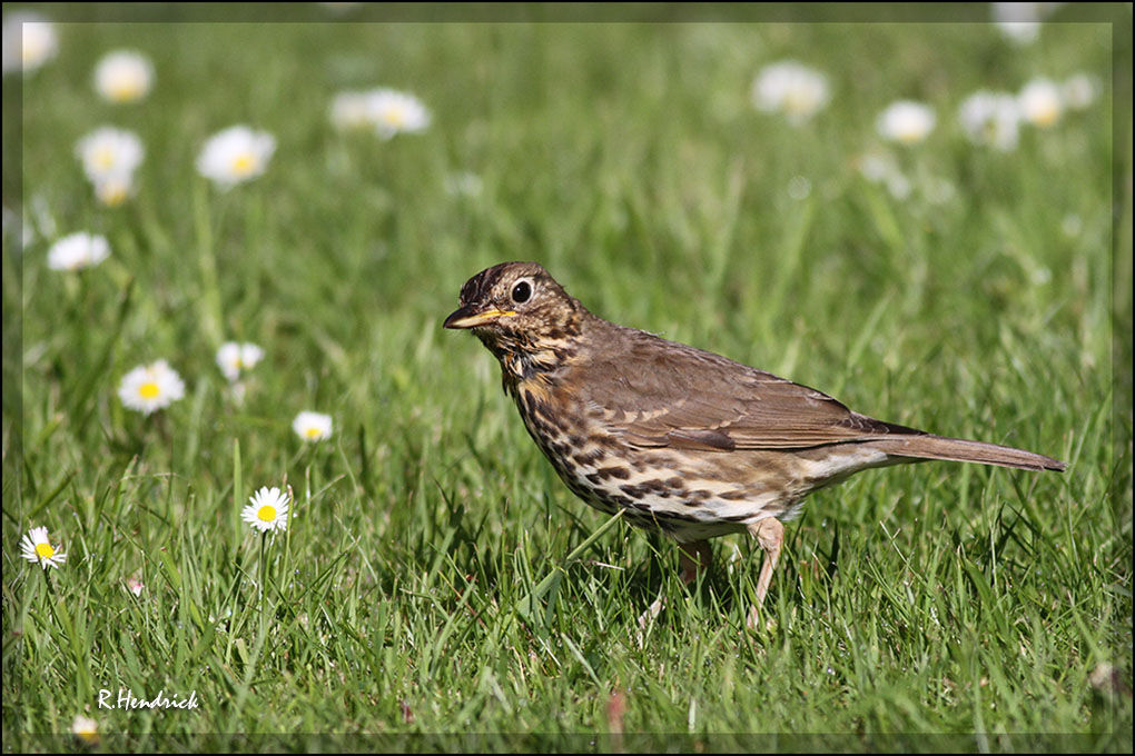 Song Thrush