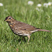 Song Thrush