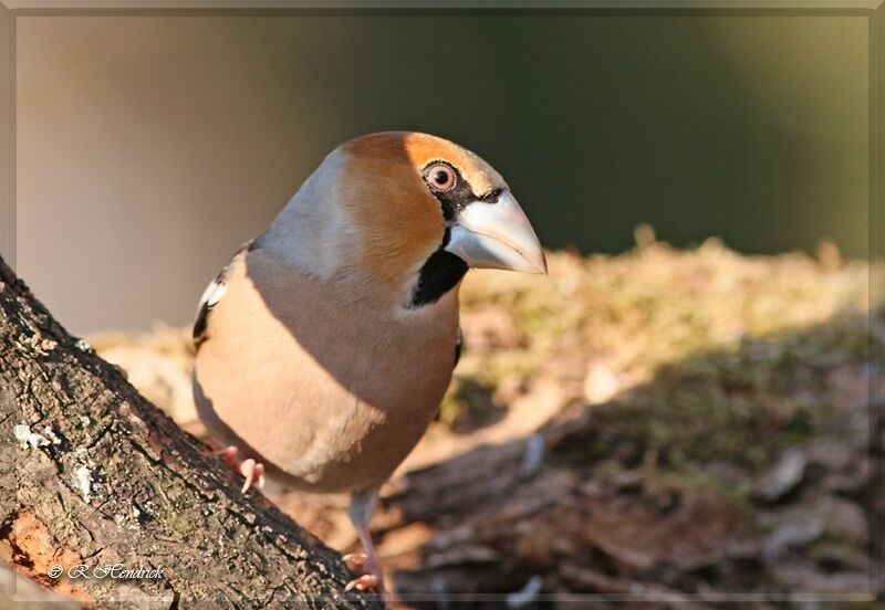 Hawfinch