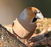 Hawfinch