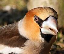 Hawfinch