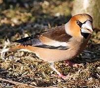 Hawfinch