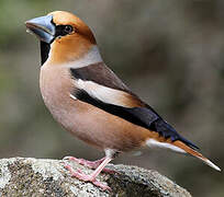 Hawfinch