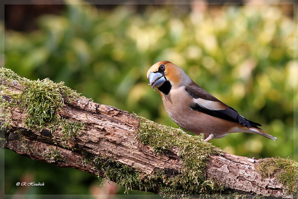 Hawfinch