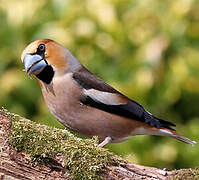 Hawfinch