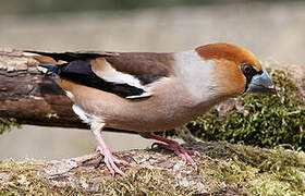 Hawfinch