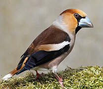 Hawfinch