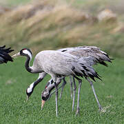 Common Crane