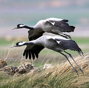Common Crane