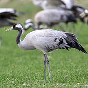 Common Crane
