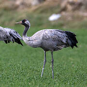 Common Crane