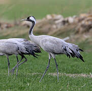 Common Crane