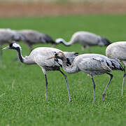 Common Crane