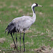 Common Crane