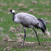 Common Crane