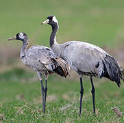 Common Crane