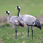 Common Crane