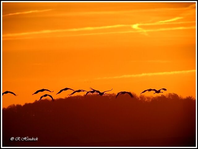 Common Crane