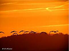 Common Crane