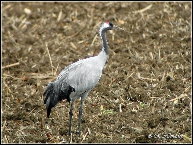 Common Crane