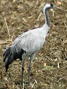 Common Crane