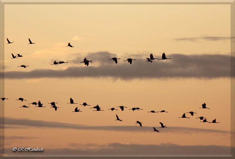 Common Crane