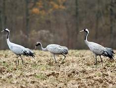 Common Crane