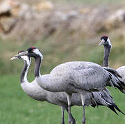 Common Crane