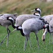 Common Crane
