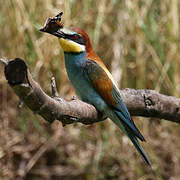 European Bee-eater
