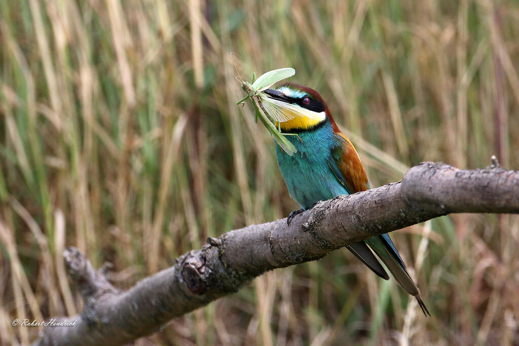 European Bee-eater
