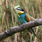 European Bee-eater